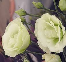Greenish White Eustoma Grandiflorum 400 Seeds