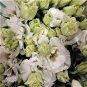 Greenish White Eustoma Grandiflorum 400 Seeds