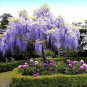 Mixed Wisteria Seeds Climbing Rattan Wisteria Flower Planting 20 Seeds