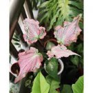 Thailand Caladium Seeds 'Tiger' Pink Greenish Ornamental Leaves 100 Seeds
