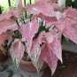 Thailand Caladium Seeds 'Tiger' Pink Greenish Ornamental Leaves 100 Seeds