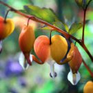 Orange Dicentra spectabilis 200 Seeds
