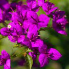 Orange Purple Bougainvillea 200 Seeds