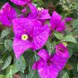 Orange Purple Bougainvillea 200 Seeds