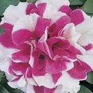 Petunia Seeds Rose Pink Big Flowers with White Spots 600 Seeds