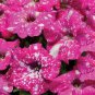 Petunia Seeds Rose Pink Big Flowers with White Spots 600 Seeds