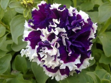 Petunia Seeds Purple White Green Damask Big Double Flowers 200 Seeds