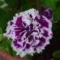 Petunia Seeds Purple White Green Damask Big Double Flowers 200 Seeds