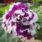 Petunia Seeds Purple White Green Damask Big Double Flowers 200 Seeds