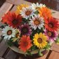 Gorgeous Gazania Rigens 200 Seeds