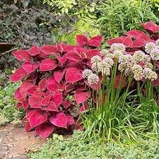 Fire Red Coleus Seeds Herb Ornamental Plants 400 Seeds