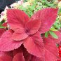 Fire Red Coleus Seeds Herb Ornamental Plants 400 Seeds