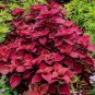 Fire Red Coleus Seeds Herb Ornamental Plants 400 Seeds