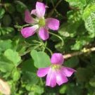 ACID Blue Oxalis Seeds Wood Sorrel Flowers 200 Seeds