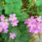 ACID Blue Oxalis Seeds Wood Sorrel Flowers 200 Seeds