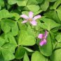 ACID Blue Oxalis Seeds Wood Sorrel Flowers 200 Seeds