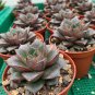 Echeveria Purpusorum 200 Seeds