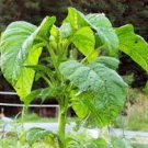 Jamaican CALLALOO Seeds (Edible Amaranth) Real Jamaican Organic Heirloom 200 Seeds
