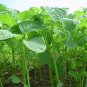 Jamaican CALLALOO Seeds (Edible Amaranth) Real Jamaican Organic Heirloom 200 Seeds