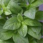 Jamaican CALLALOO Seeds (Edible Amaranth) Real Jamaican Organic Heirloom 200 Seeds