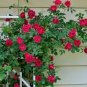 Rose Red Thailand Climbing Rose 200 Seeds