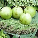 Asian Vegetable Calabash Round Edible Bottle Gourd 200 Seeds