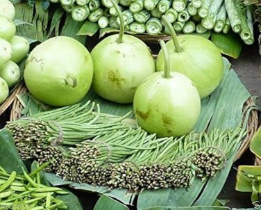 Asian Vegetable Calabash Round Edible Bottle Gourd 200 Seeds