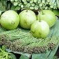 Asian Vegetable Calabash Round Edible Bottle Gourd 200 Seeds