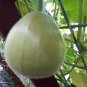 Asian Vegetable Calabash Round Edible Bottle Gourd 200 Seeds