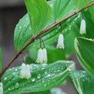 Solomons Seal Polygonatum Canaliculatum Flower 200 Seeds