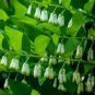 Solomons Seal Polygonatum Canaliculatum Flower 200 Seeds