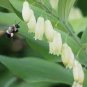 Solomons Seal Polygonatum Canaliculatum Flower 200 Seeds