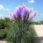 Pampas Grass Seeds Purplish Red Ornamental Plants 600 Seeds