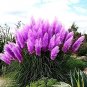 Pampas Grass Seeds Purplish Red Ornamental Plants 600 Seeds