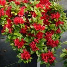 Japanese Azalea Seeds Dark Red Rhododendron Azalea Flowers 200 Seeds