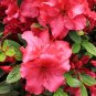 Japanese Azalea Seeds Dark Red Rhododendron Azalea Flowers 200 Seeds