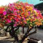 Bougainvillea Seeds Colorful Bougainvillea Spectabilis Willd Plant 100 Seeds