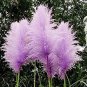 Mixed Yellow Purple Pampas Grass 200 Seeds