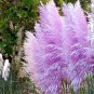 Mixed Yellow Purple Pampas Grass 200 Seeds