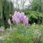 Mixed Yellow Purple Pampas Grass 200 Seeds
