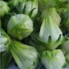 Green Hibiscus 200 Seeds