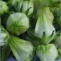 Green Hibiscus 200 Seeds