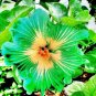Green Hibiscus 200 Seeds