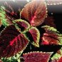 Janpanse Colorful Coleus Seeds 'Rainbow Dragon' Herbs 100 Seeds