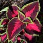 Janpanse Colorful Coleus Seeds 'Rainbow Dragon' Herbs 100 Seeds