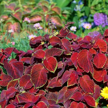 Rare Coleus Blumei Bonsai Seeds Fire Red Petals with Golden Ege Leaves 200 Seeds