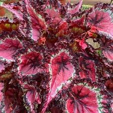 'SPOT WHITE' Coleus Seeds Fire Red with White Line Spots Leaves 200 Seeds