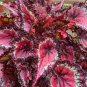 'SPOT WHITE' Coleus Seeds Fire Red with White Line Spots Leaves 200 Seeds