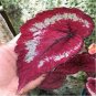 'SPOT WHITE' Coleus Seeds Fire Red with White Line Spots Leaves 200 Seeds