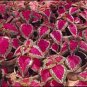 'SPOT WHITE' Coleus Seeds Fire Red with White Line Spots Leaves 200 Seeds